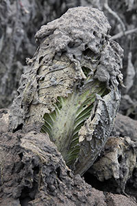 Lettuce coated in ash, Sinabung volcano