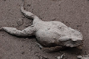 Dead frog unable to survive in ash-covered  landscape, Sinabung volcano