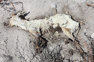 Dead Animal burnt crossing fresh PF deposit