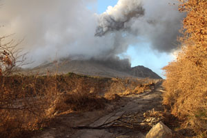 Vegetation burned by Pyroclastic flows