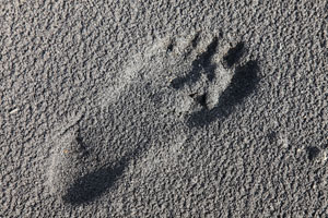 Footprint in volcanic ash, Yasur volcano ash plain