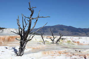 Trees embedded in Main Terrace, Mammoth Hot Springs, Yellowstone